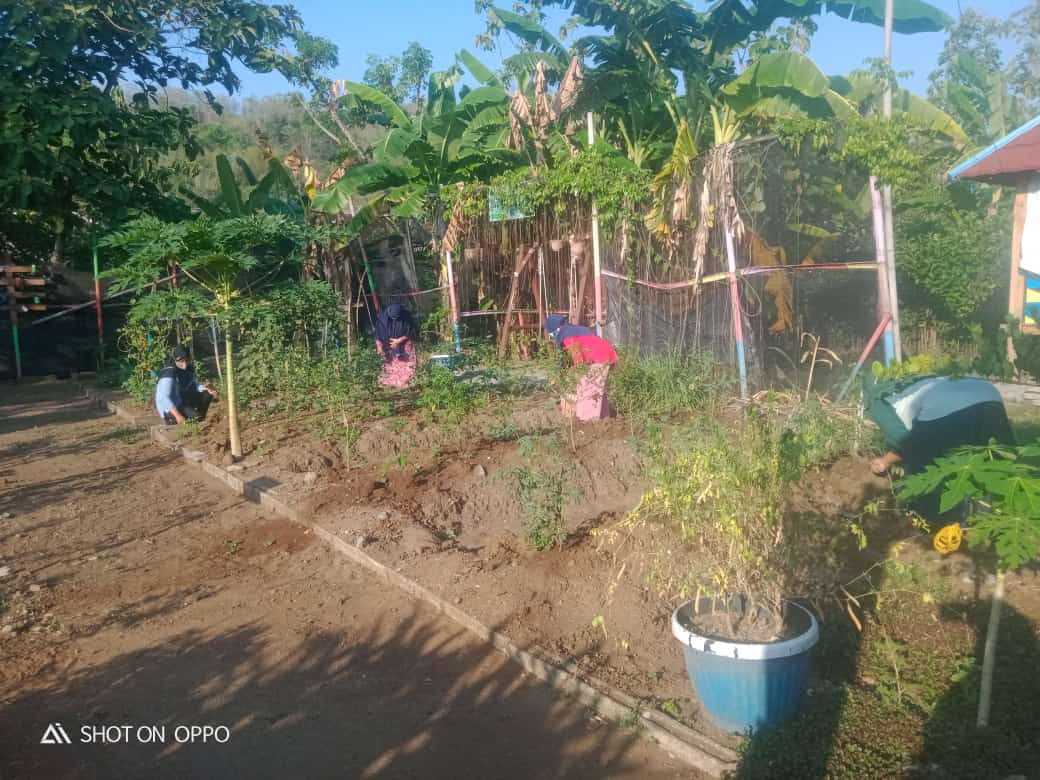 Merawat Tanaman KWT Desa Kunden Minggu Pagi